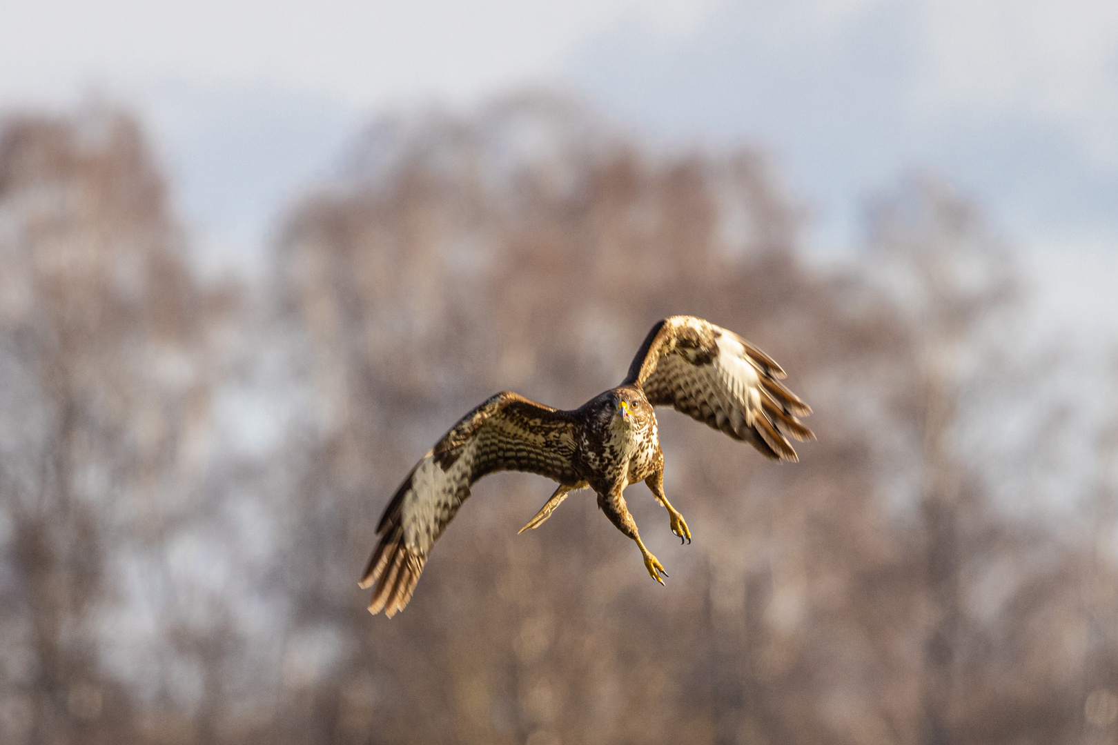 Mäusebussard