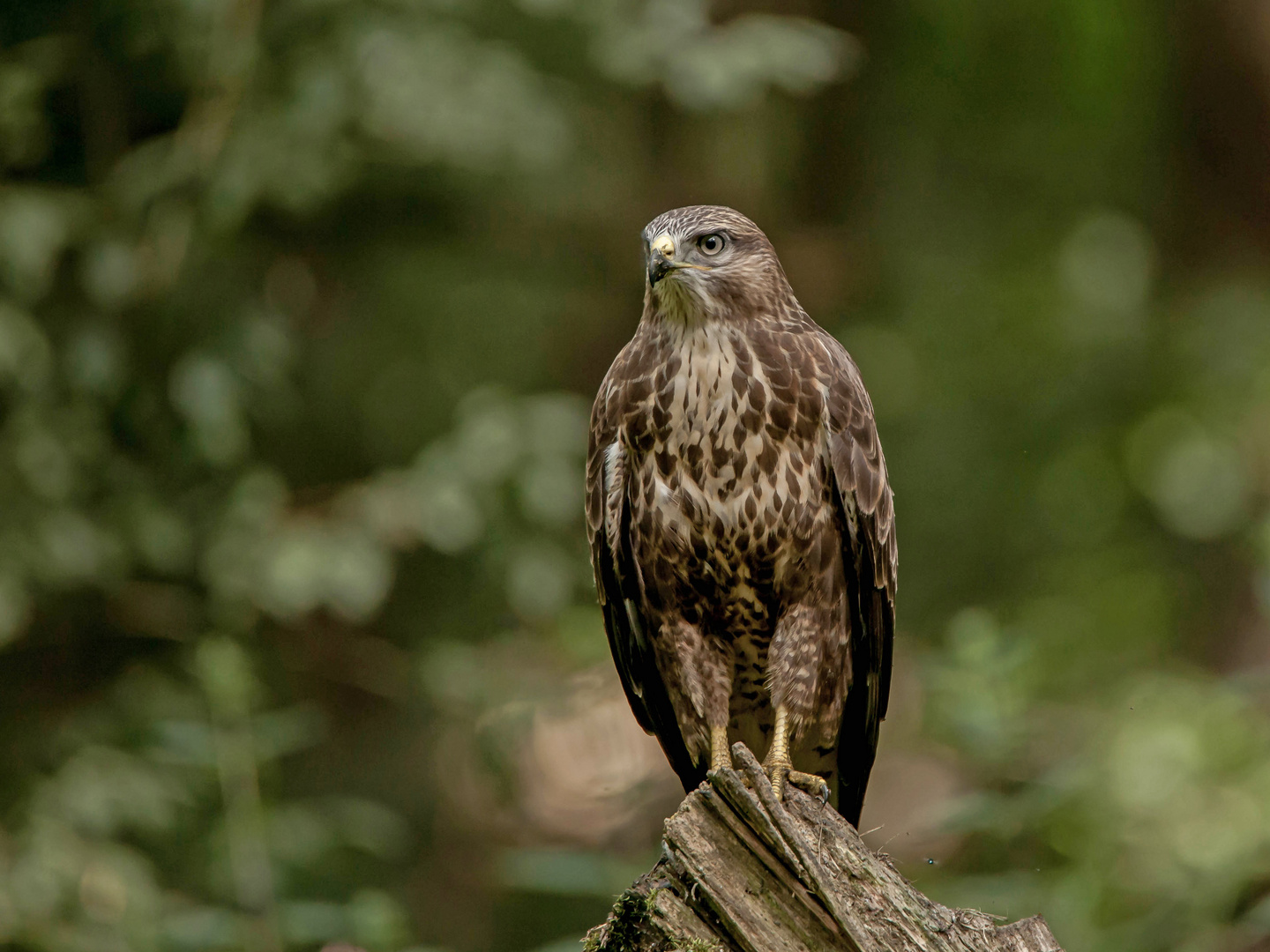 Mäusebussard