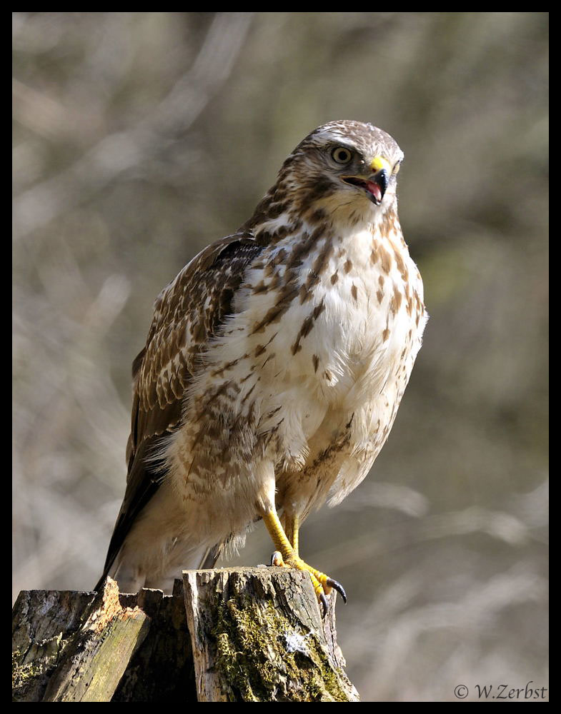 - Mäusebussard -