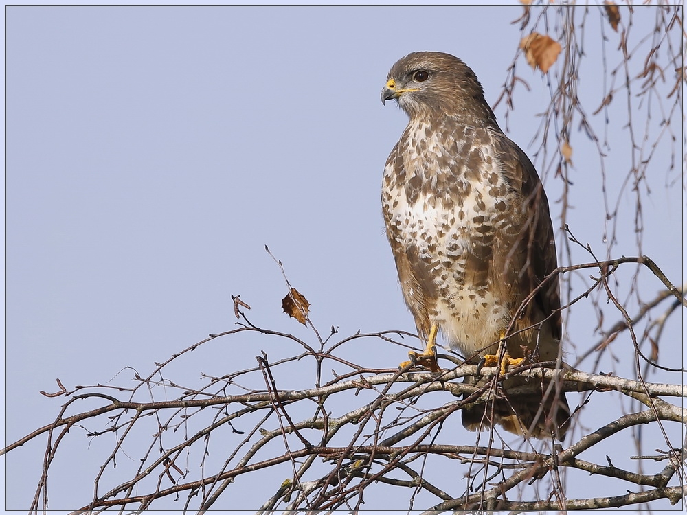 Mäusebussard