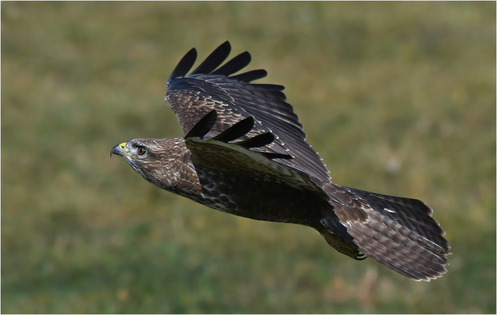 Mäusebussard