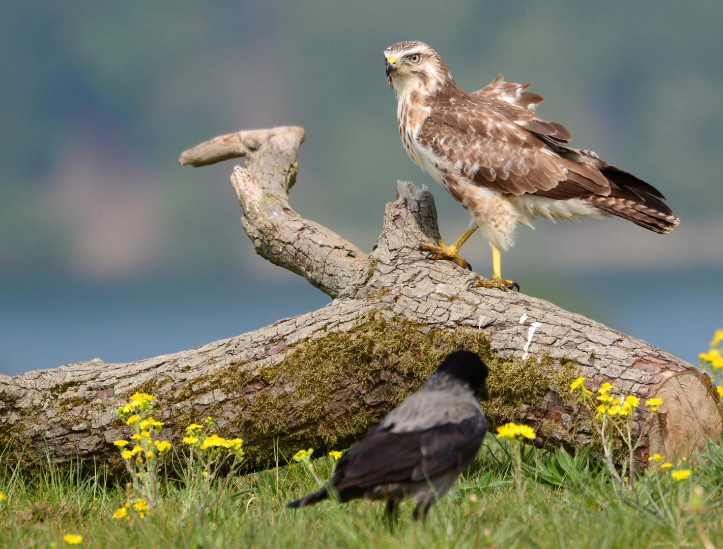 Mäusebussard