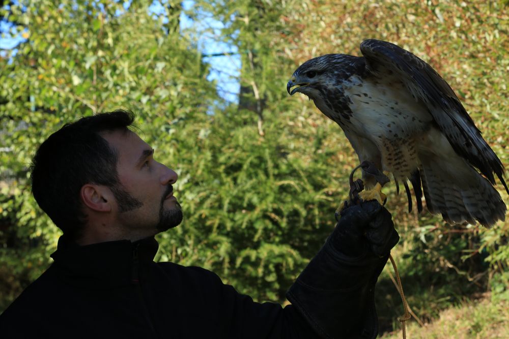 Mäusebussard