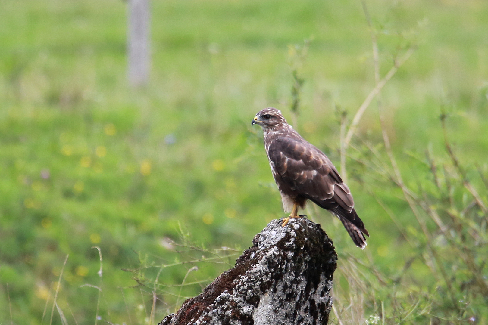 Mäusebussard