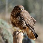 - Mäusebussard A - ( Buteo buteo )