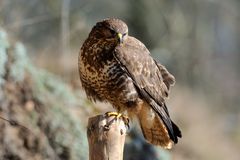 - Mäusebussard A - ( Buteo buteo )