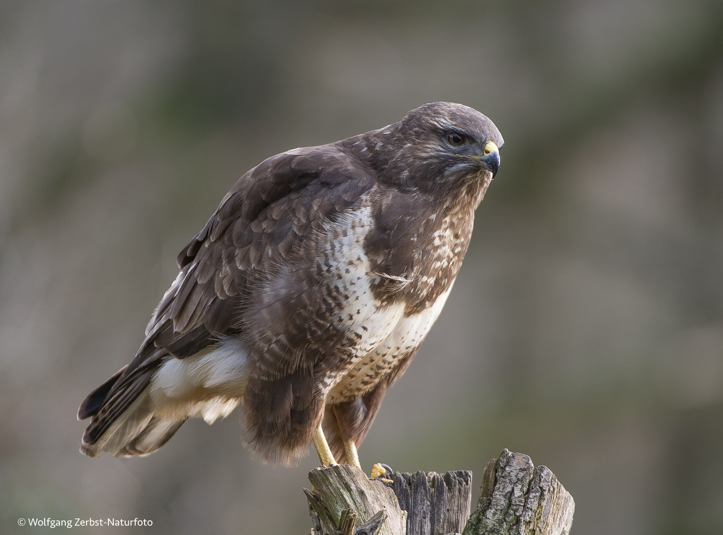 Mäusebussard A  ( Buteo buteo )