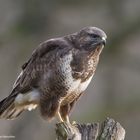 Mäusebussard A  ( Buteo buteo )