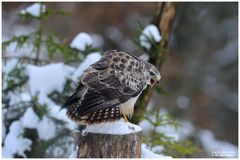 - Mäusebussard A - ( Buteo buteo )