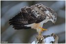 - Mäusebussard A - ( Buteo buteo ) von Wolfgang Zerbst - Naturfoto