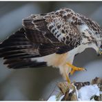 - Mäusebussard A - ( Buteo buteo )