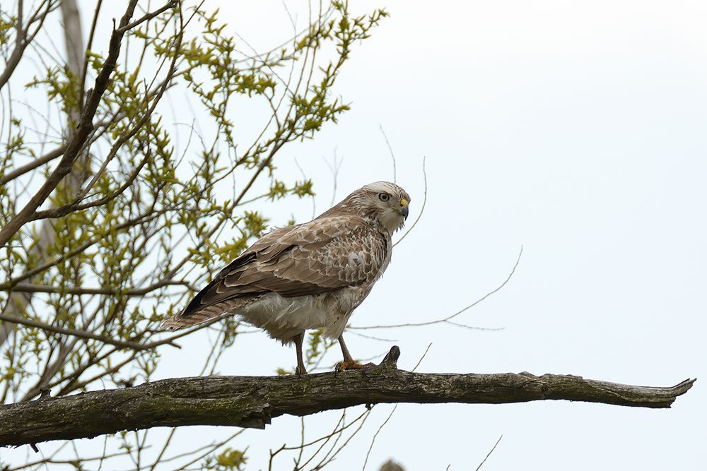 Mäusebussard