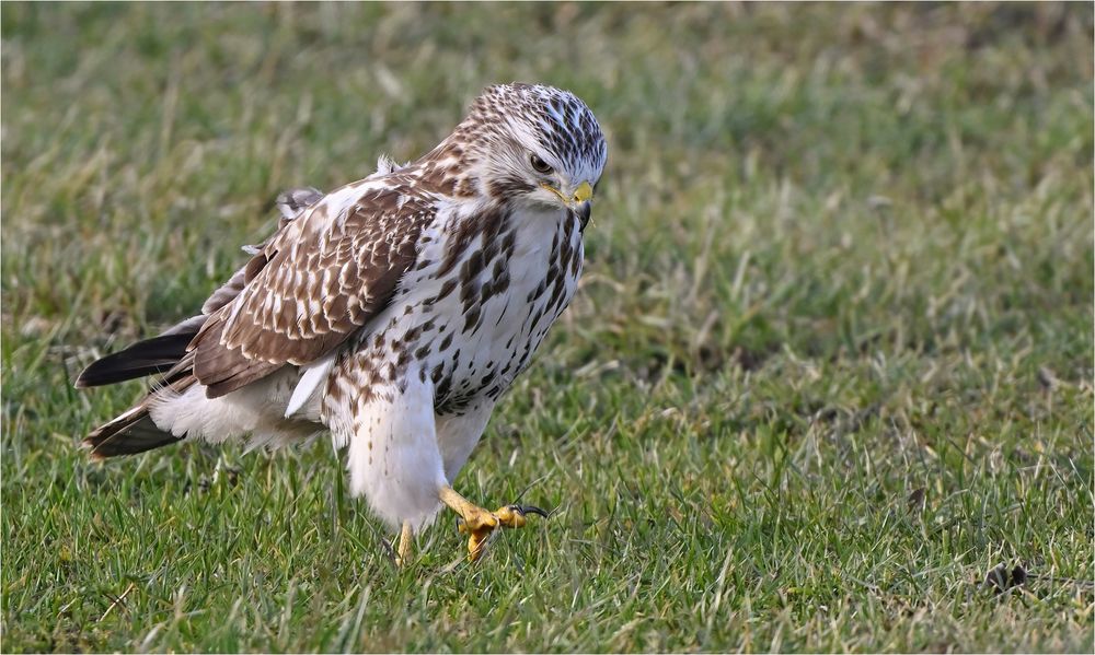 Mäusebussard