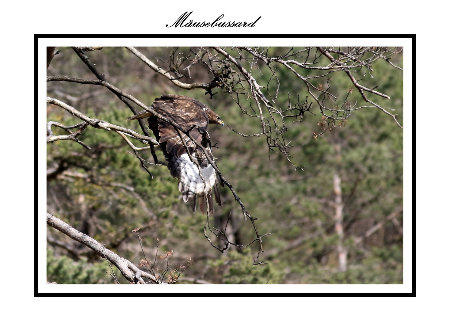 Mäusebussard