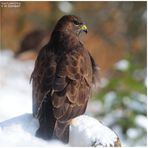 - Mäusebussard A1 - ( Buteo buteo )