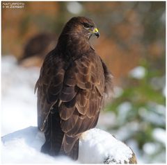 - Mäusebussard A1 - ( Buteo buteo )