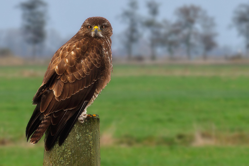 Mäusebussard