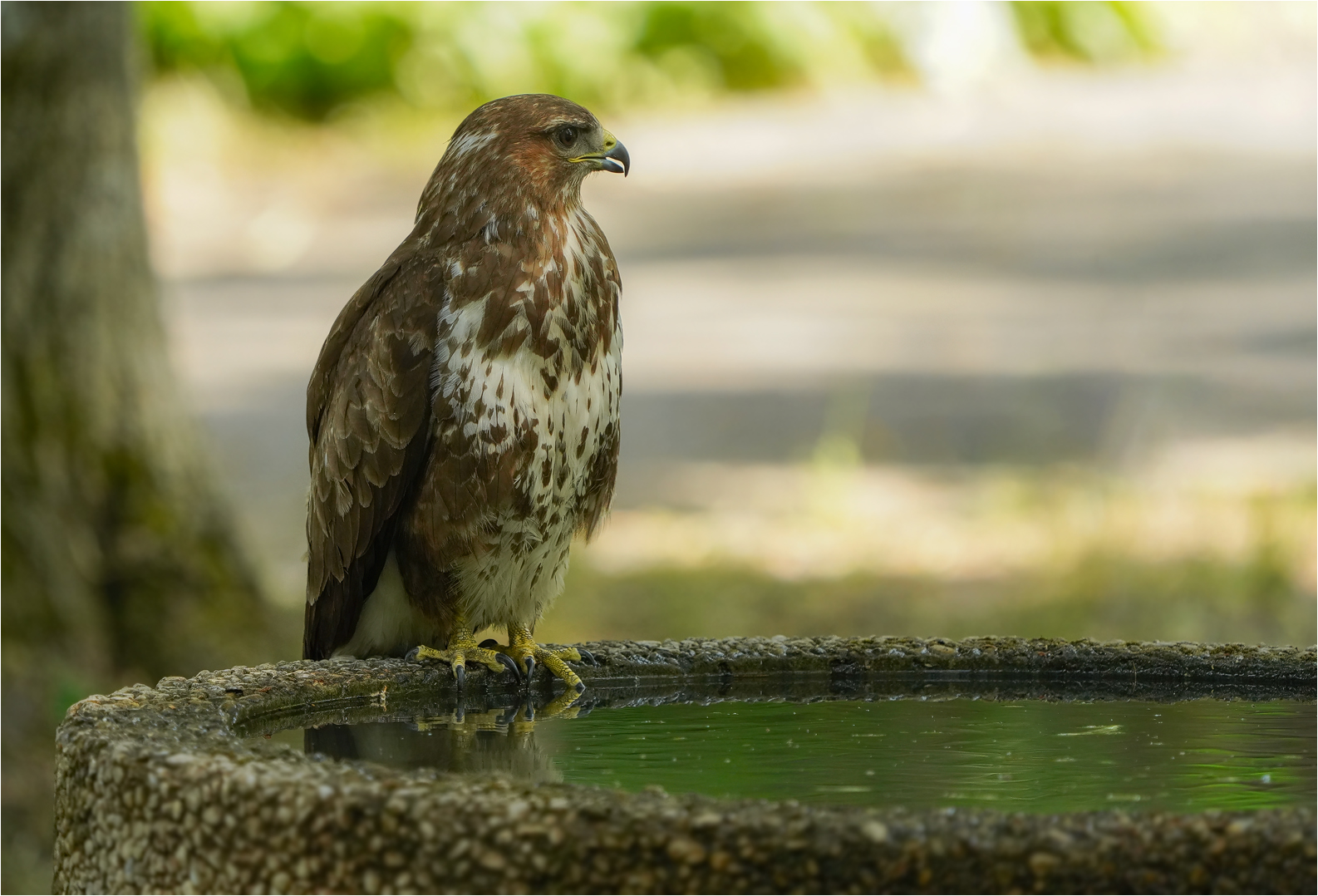 Mäusebussard