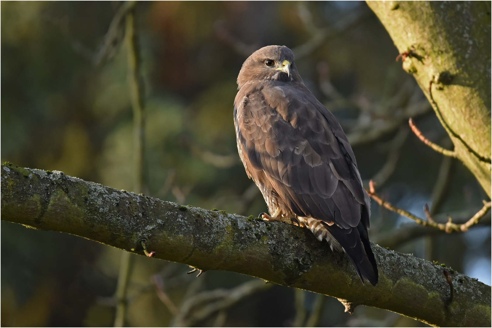 Mäusebussard