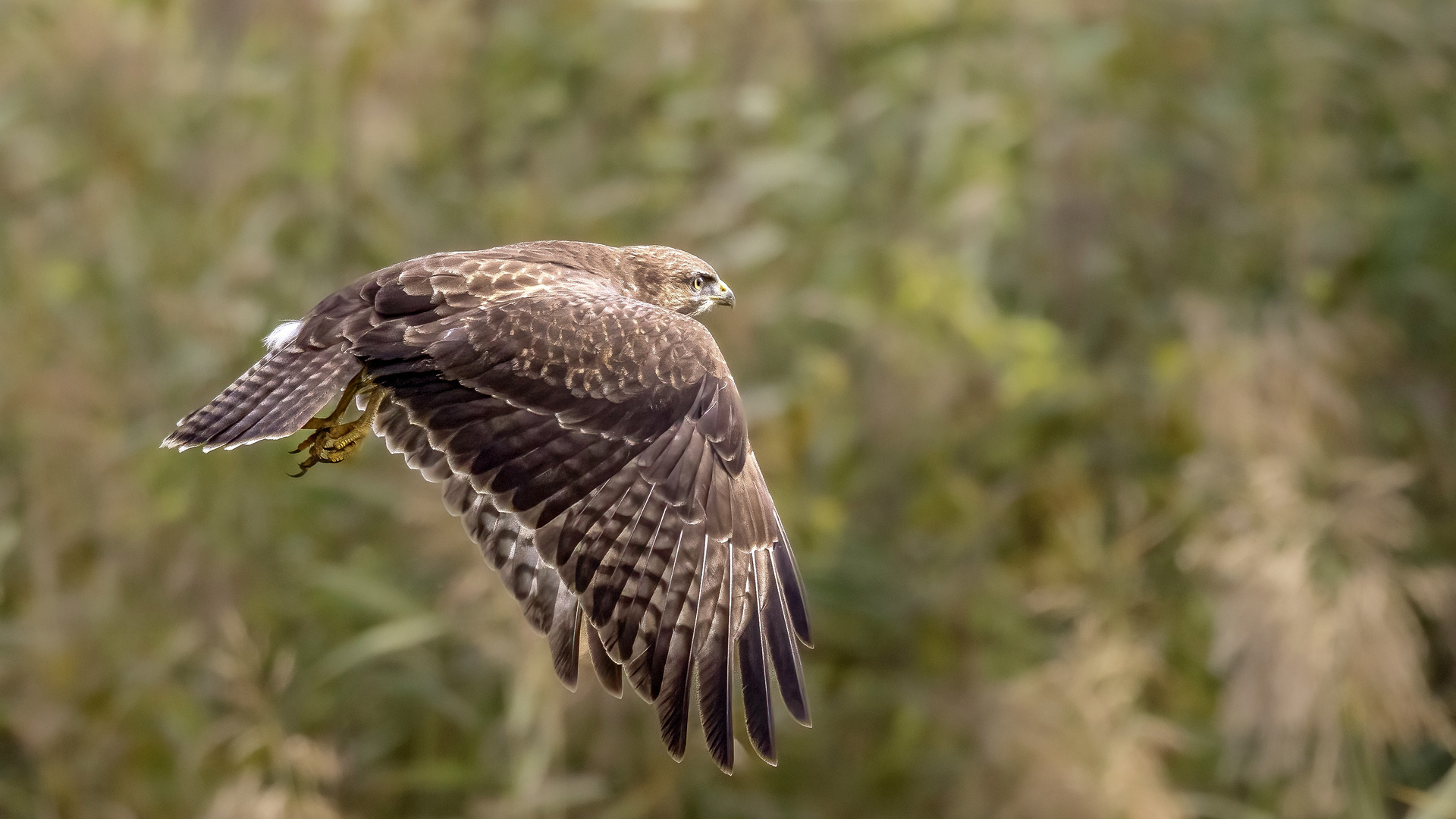 Mäusebussard