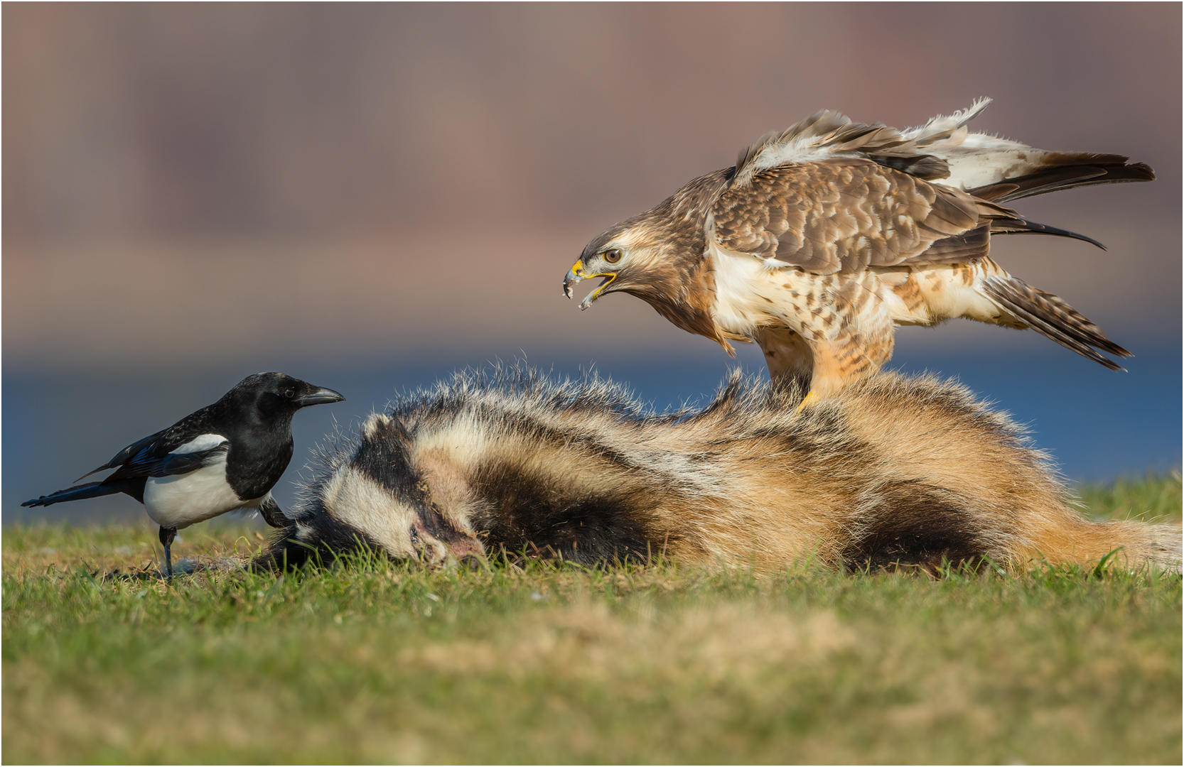 Mäusebussard