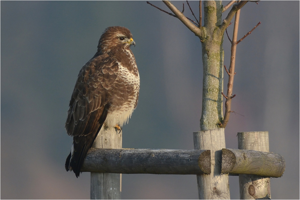 Mäusebussard