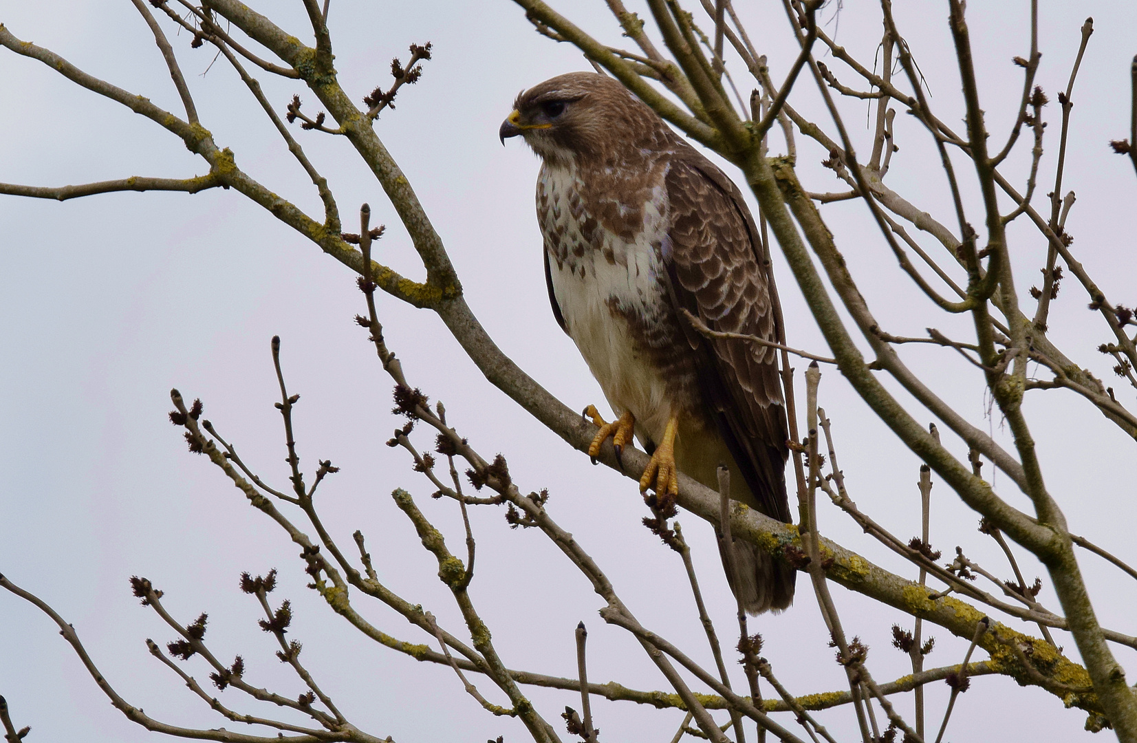 Mäusebussard