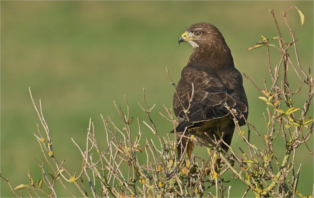 Mäusebussard