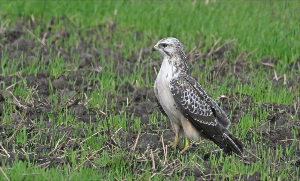 Mäusebussard