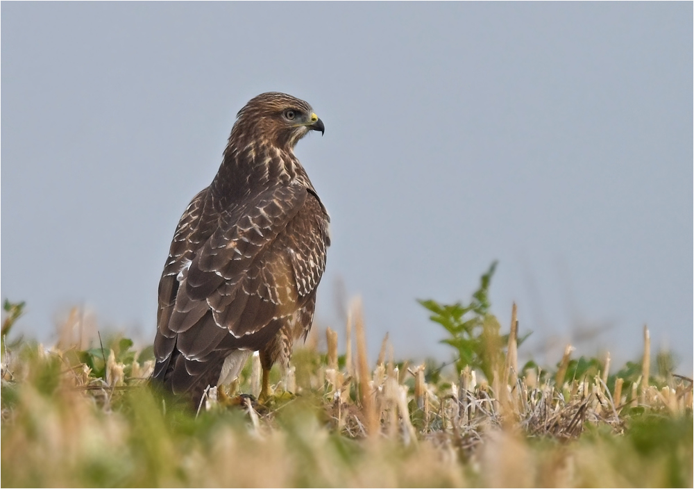 Mäusebussard