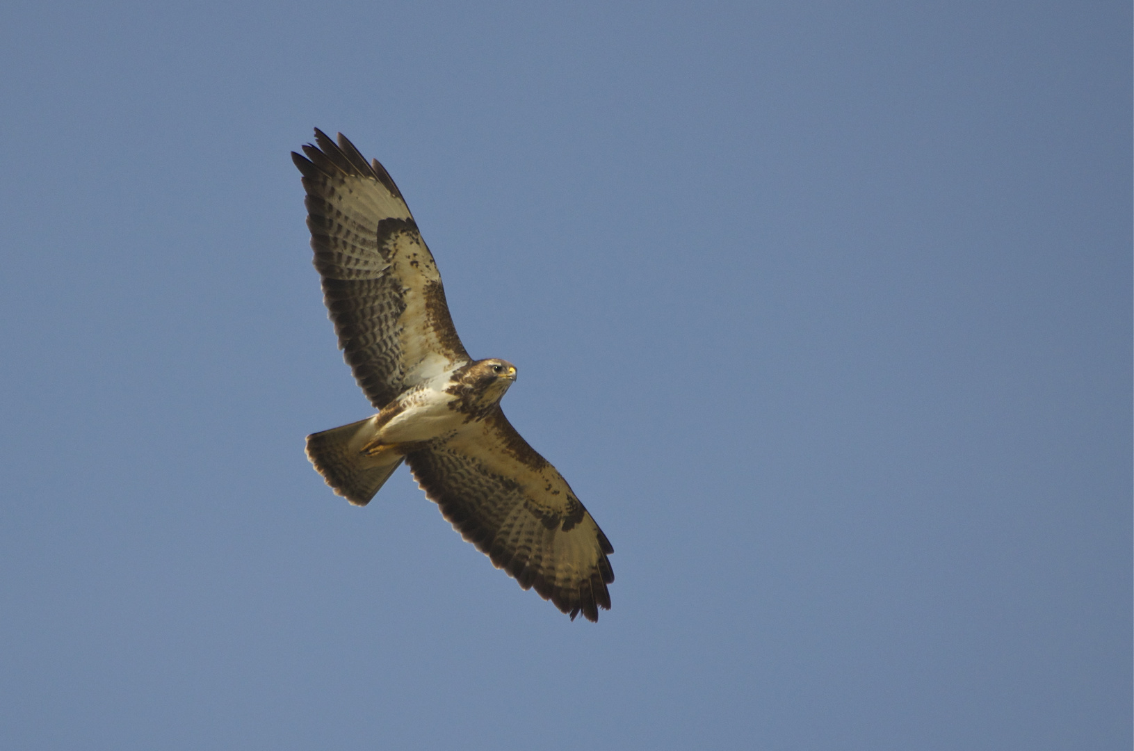 Mäusebussard