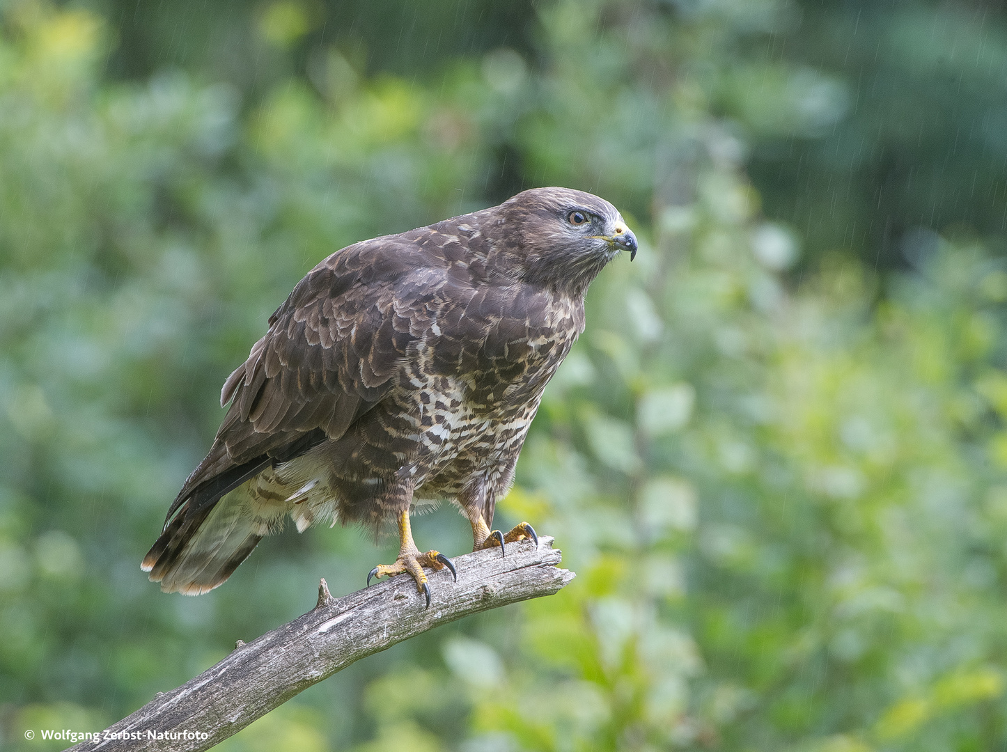 --- Mäusebussard ---