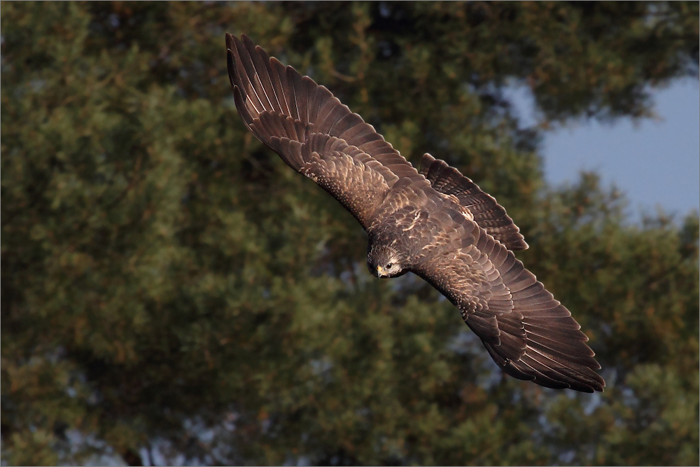 Mäusebussard