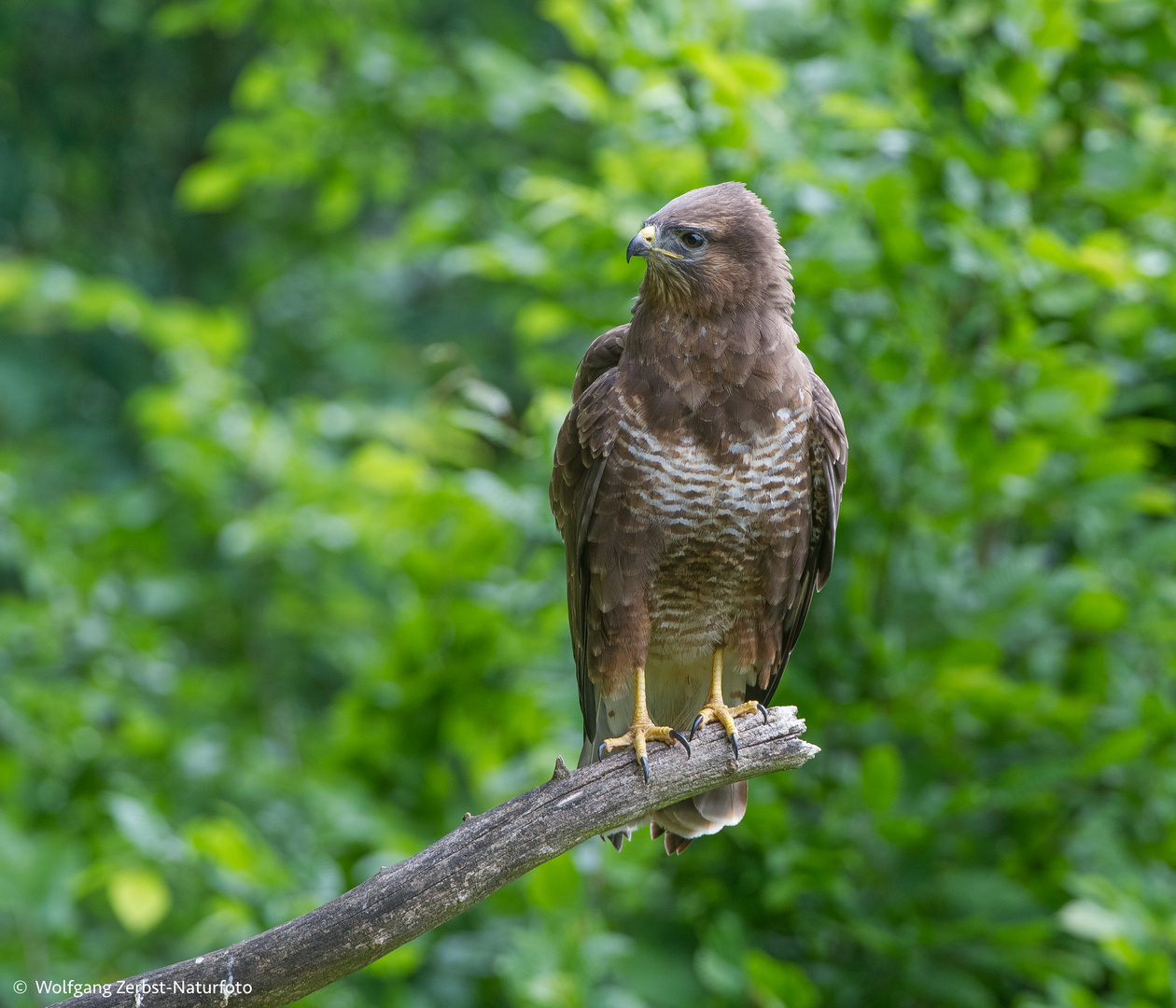 --- Mäusebussard ---