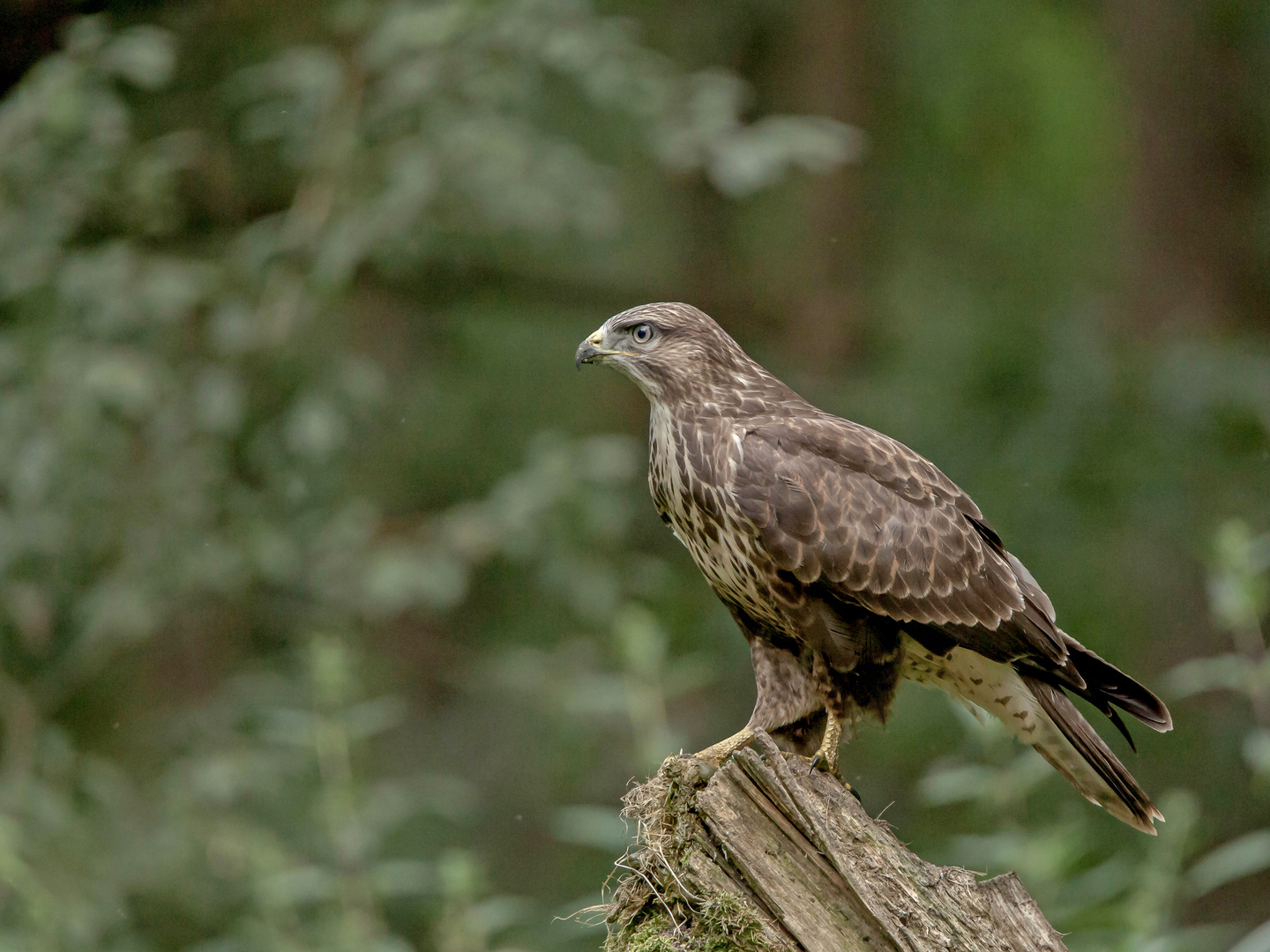 Mäusebussard