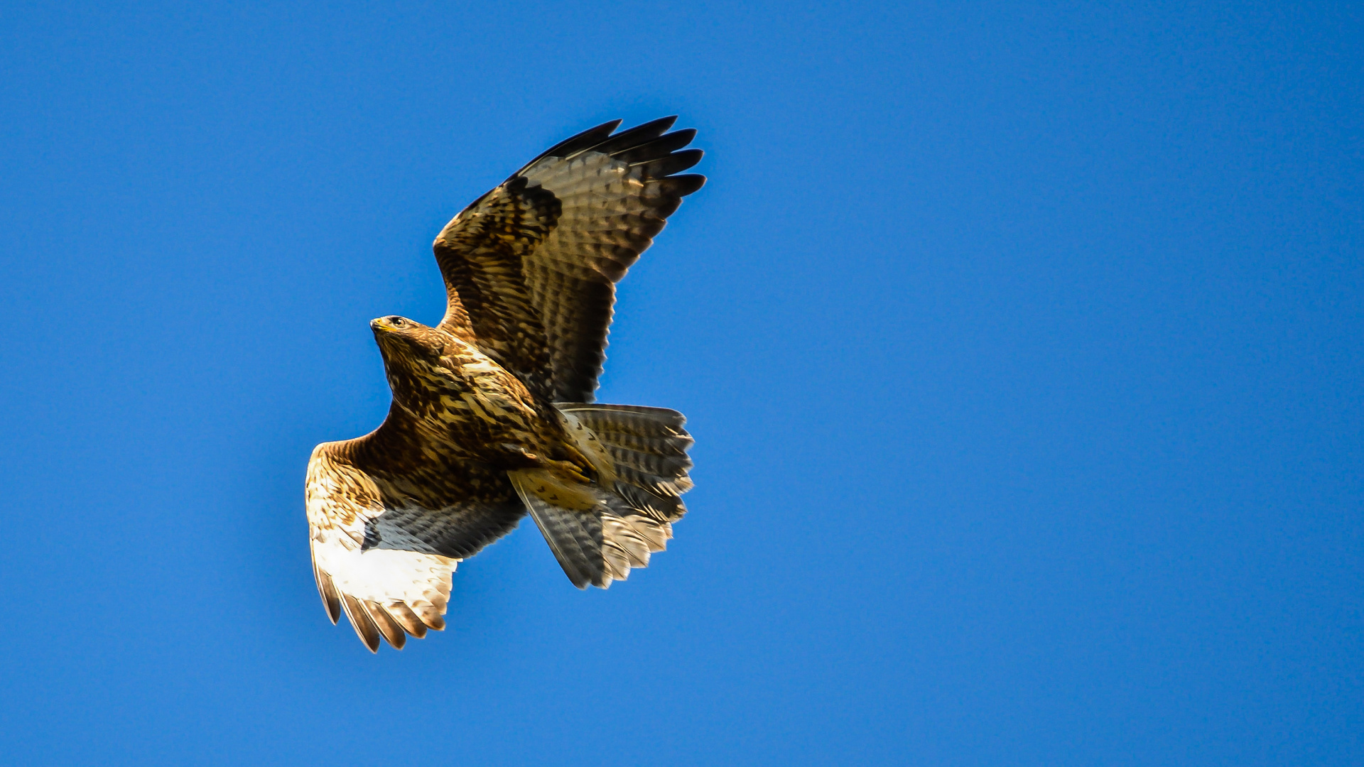 Mäusebussard 