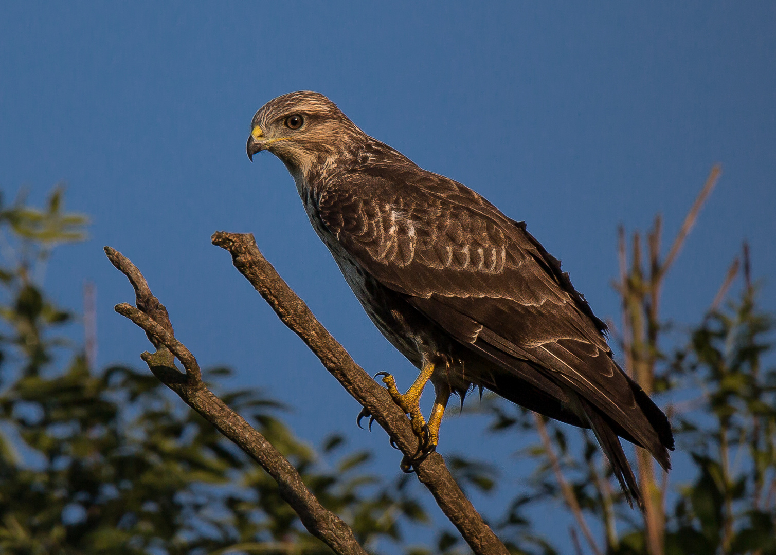 Mäusebussard