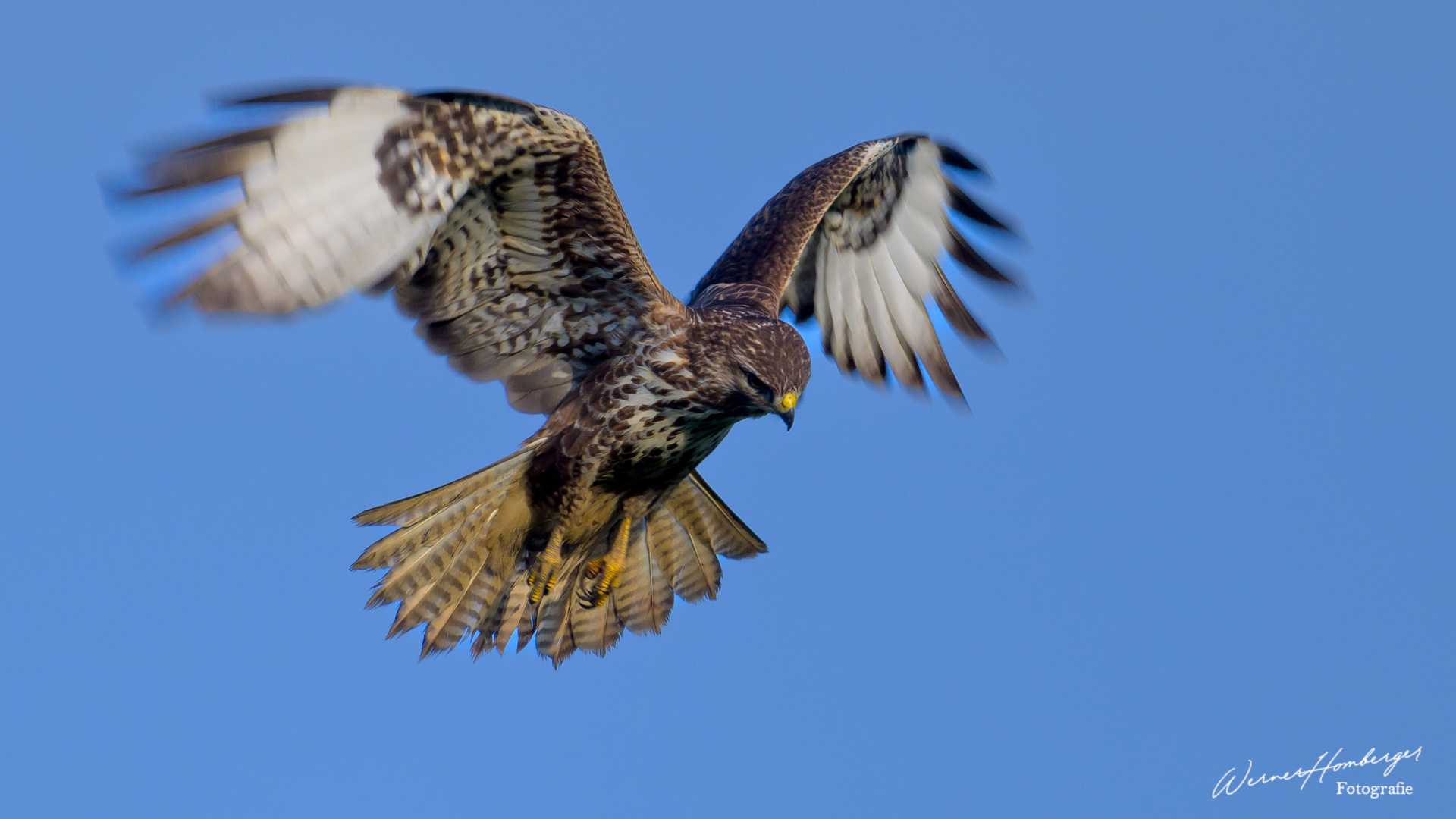 Mäusebussard 