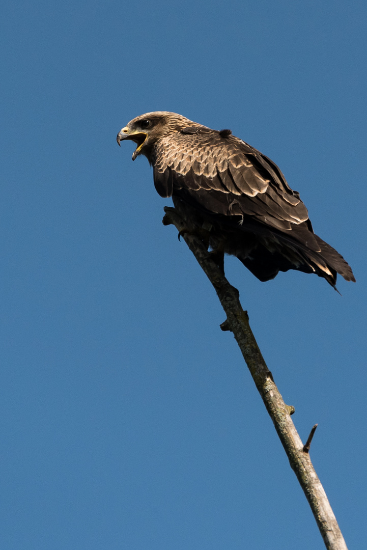 Mäusebussard