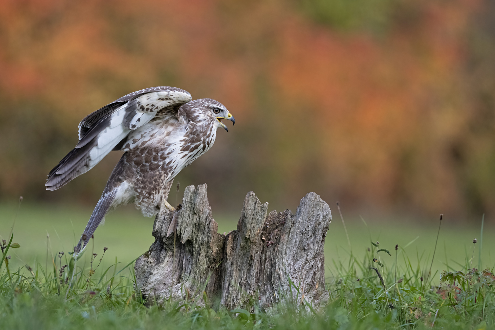 Mäusebussard