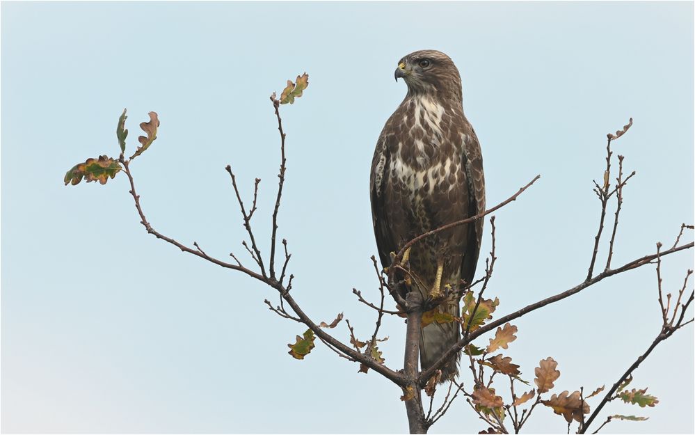 Mäusebussard