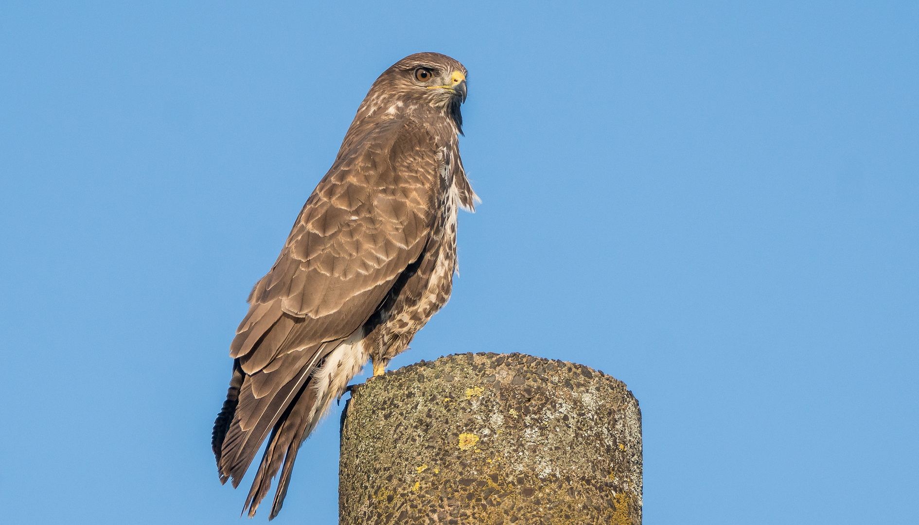 Mäusebussard