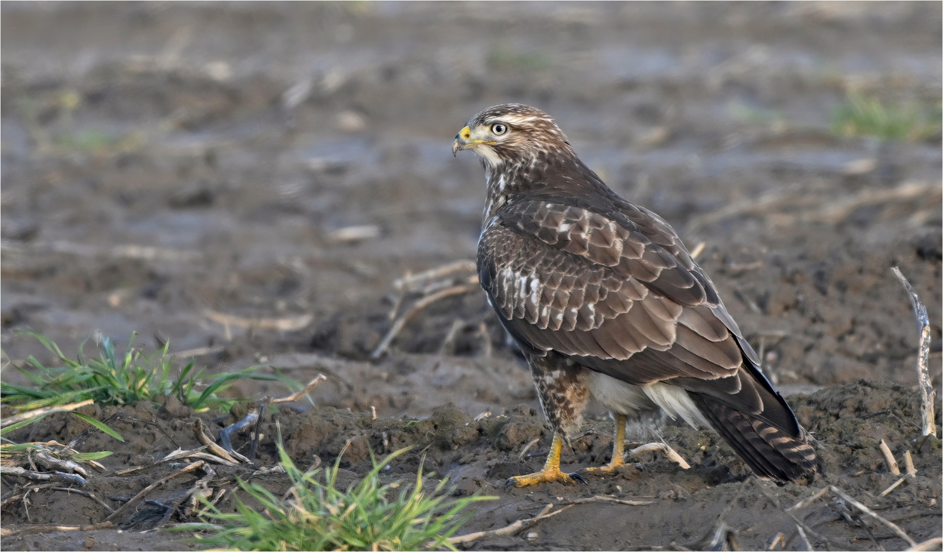 Mäusebussard