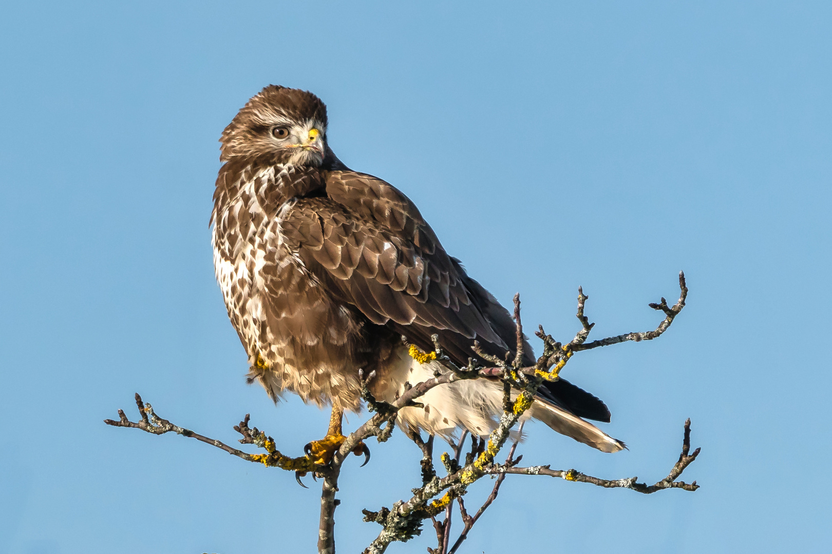 Mäusebussard