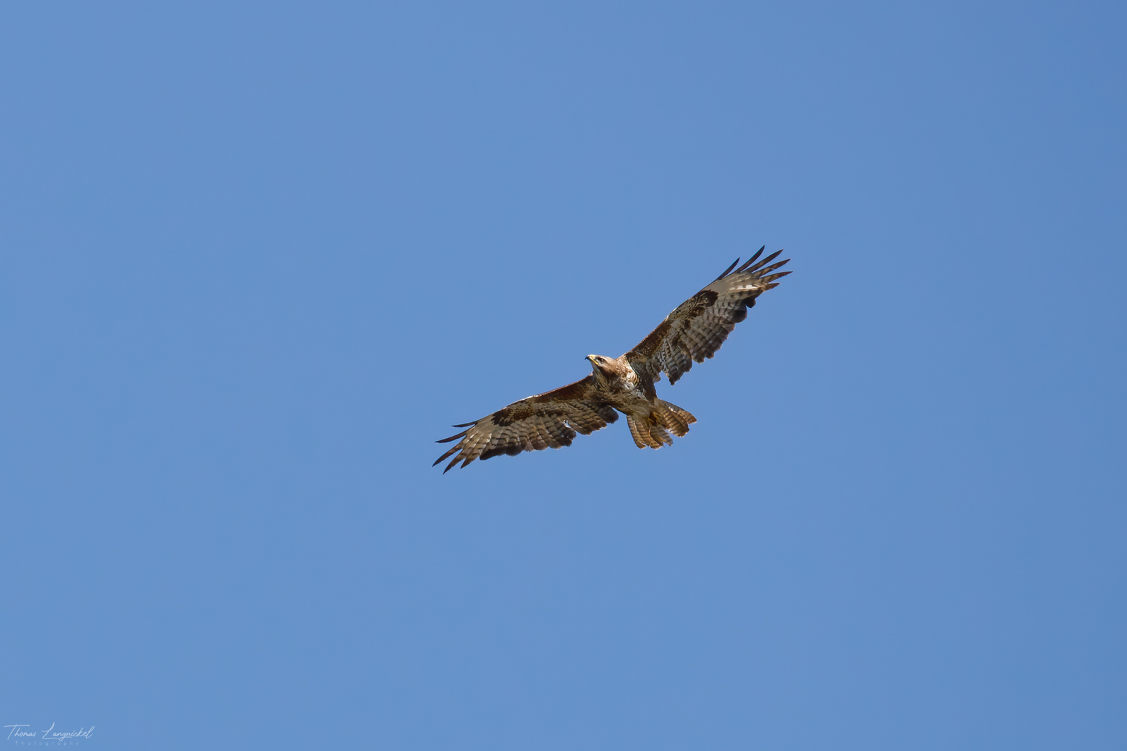 Mäusebussard