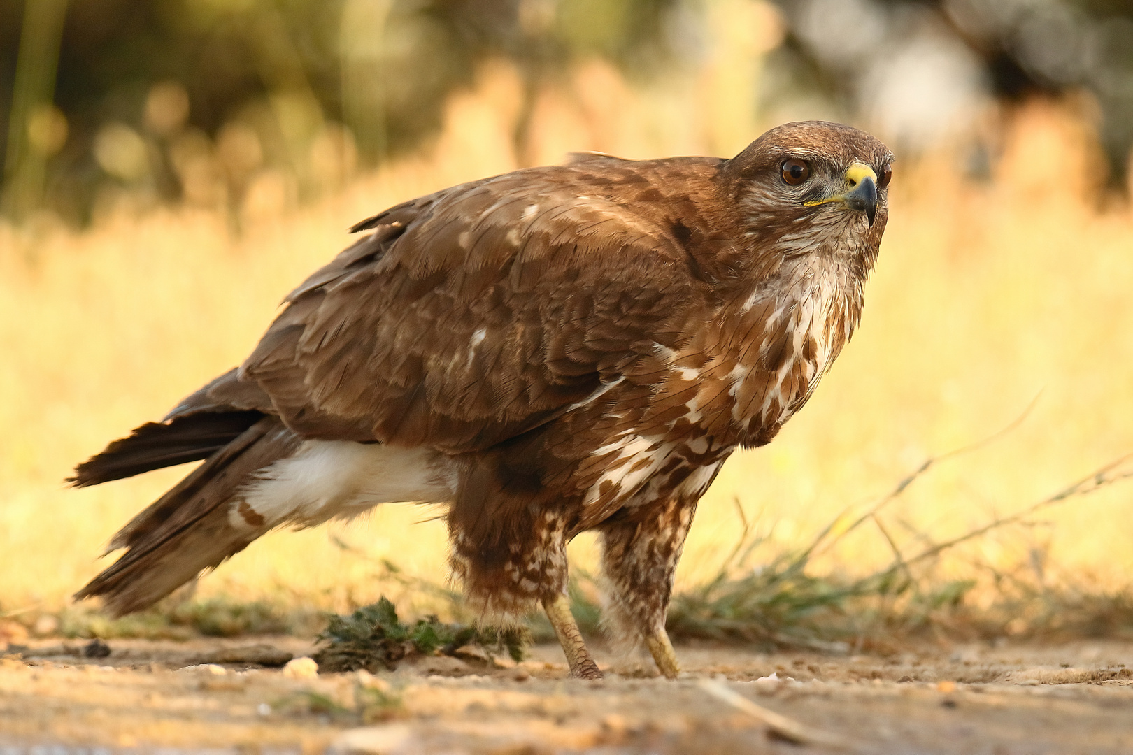 Mäusebussard