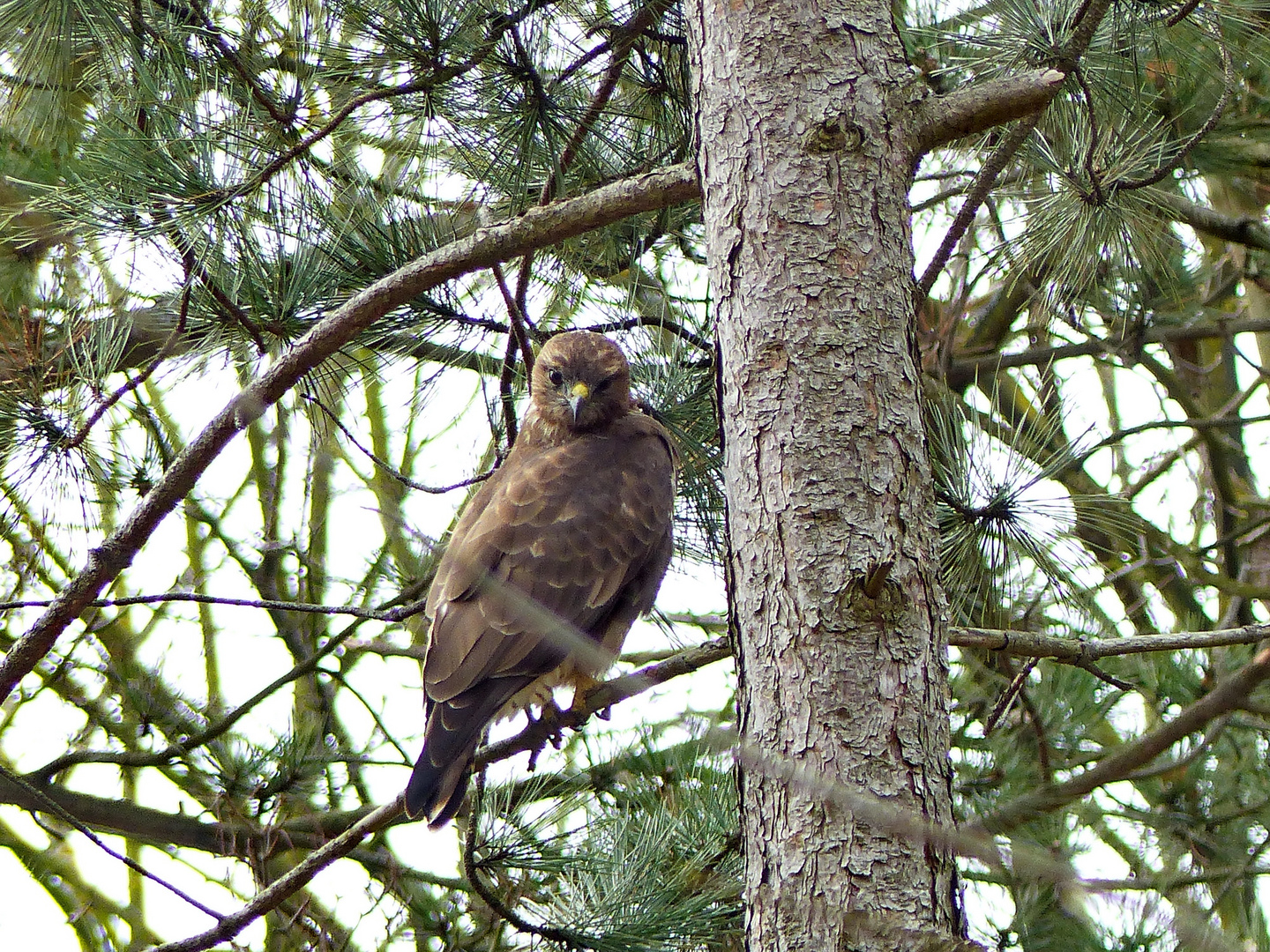 Mäusebussard