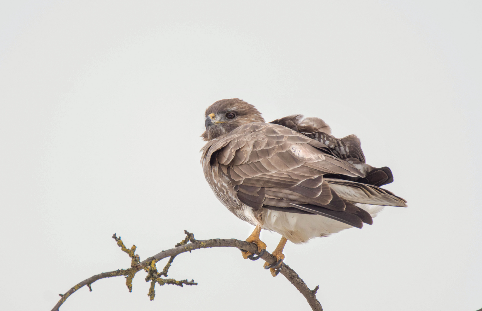 Mäusebussard .