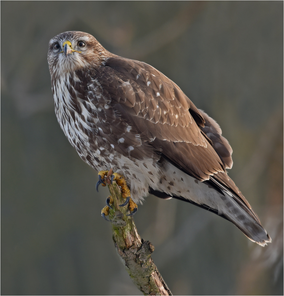 Mäusebussard