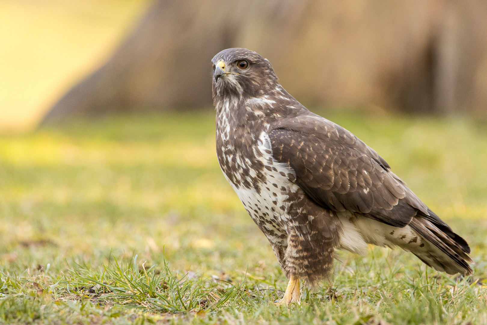 Mäusebussard